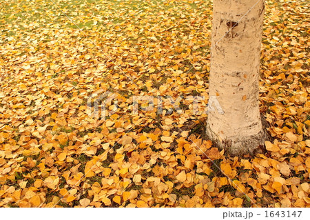 シラカバ 黄葉 落ち葉の写真素材