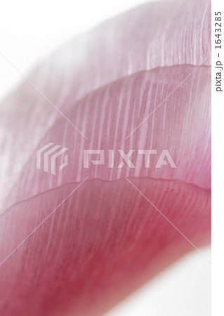 透明感のある花びら 1643285
