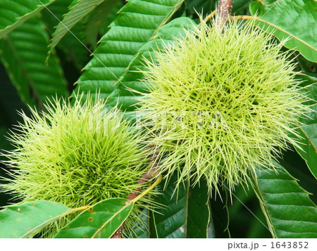 夏の毬栗（アップ） 1643852