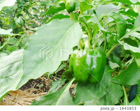 緑のパプリカ 1643853