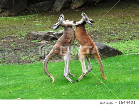 カンガルーのけんか 1644401