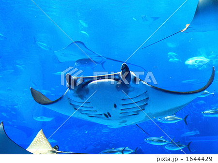マンタ 1644429