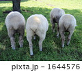 牧場の羊達 1644576