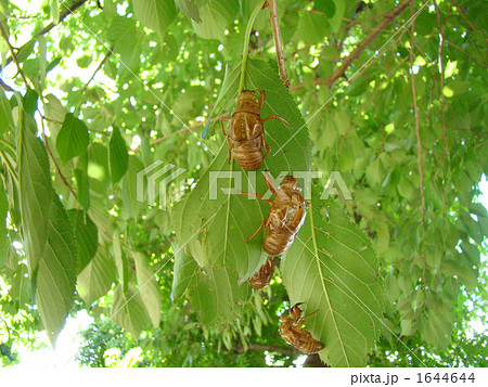 セミの抜け殻 1644644