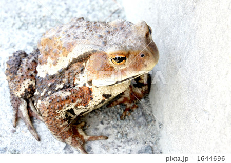ヒキガエルアップ 1644696