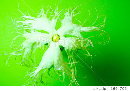 キカラスウリの花 キカラスウリの花 1644706