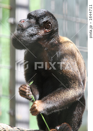 ヒゲサキ 1644711