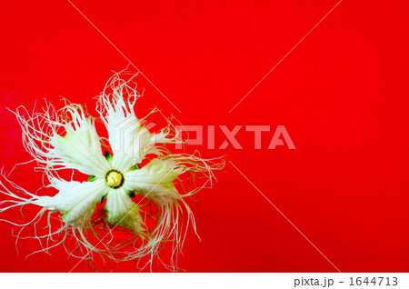 キカラスウリの花 1644713