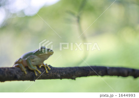 アマガエル アマガエル 1644993