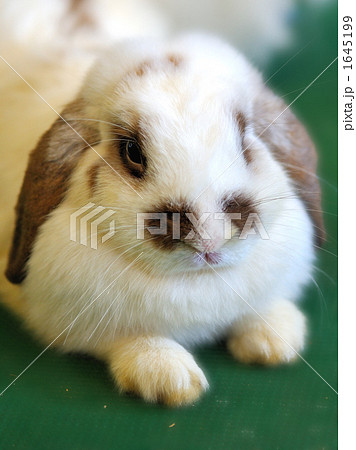 うさぎ　（ロップイヤー） 1645199