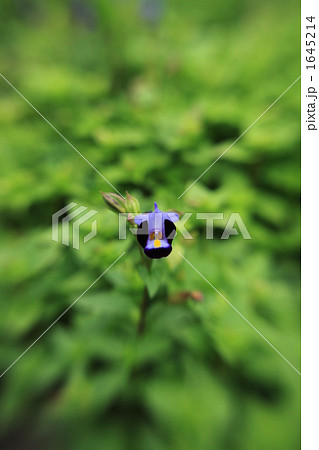 夏すみれ 夏すみれ 1645214