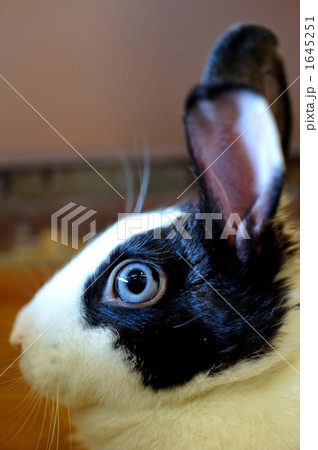 うさぎ うさぎ 1645251