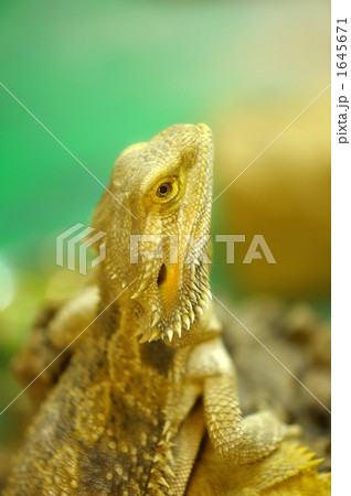 フトアゴヒゲトカゲ　（太顎髭蜥蜴) 1645671