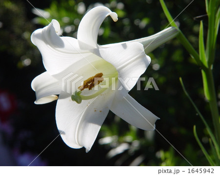 08月　テッポウユリ・ユリ科05 1645942