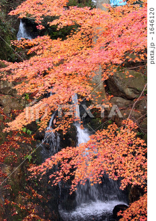 紅葉 1646120