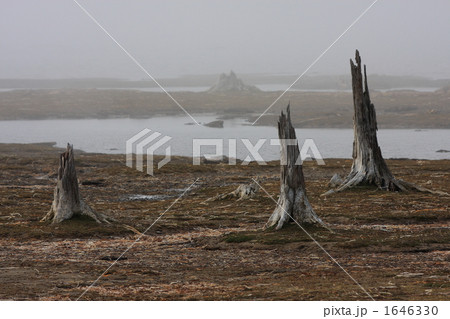 霧のトドワラ 1646330