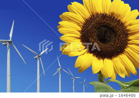 向日葵と風力発電 向日葵と風力発電 1646400