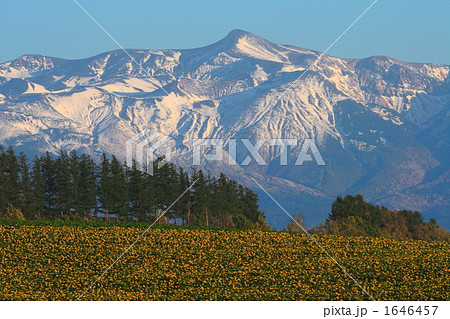 秋のヒマワリと十勝岳 02 1646457