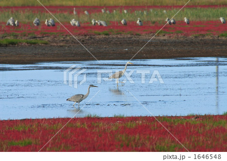 サンゴ草とアオサギ 1646548