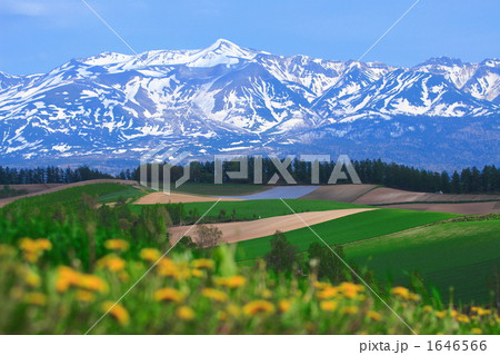 タンポポと十勝岳 1646566