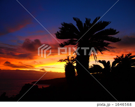 夕焼けとソテツ 夕焼けとソテツ 1646568
