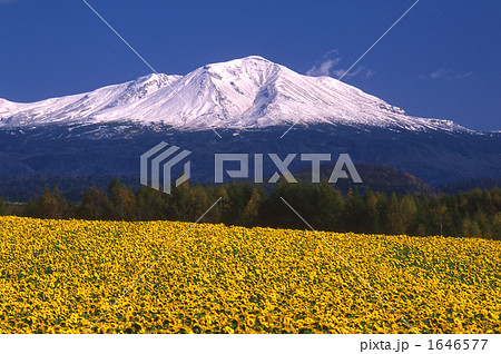 旭岳とヒマワリ 1646577