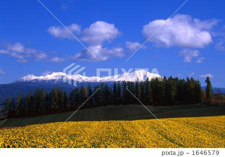 大雪山とヒマワリ 1646579