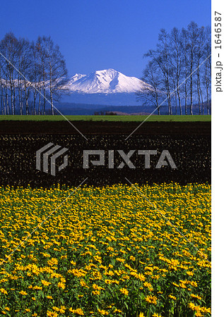 向日葵と白樺と大雪山  02 1646587