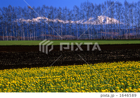 向日葵と白樺と大雪山 01 向日葵と白樺と大雪山 01 1646589
