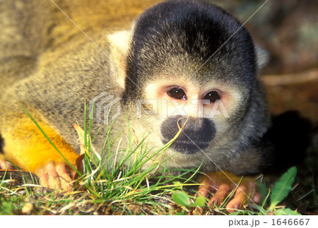 リスザル 1646667