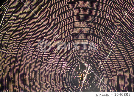 くもの巣 くもの巣 1646805