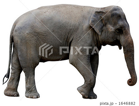 象 グレイ 横向きの写真素材
