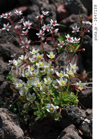 クモマユキノシタとチシマクモマグサ クモマユキノシタとチシマクモマグサ 1647139