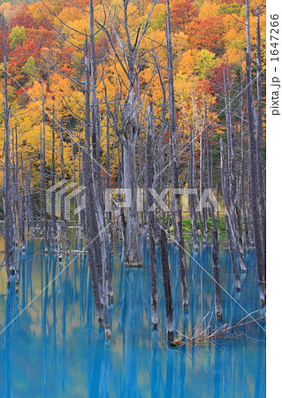 青沼と紅葉 02 1647266