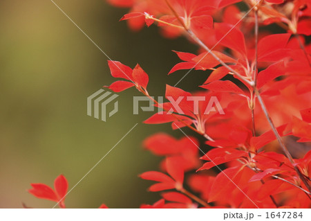 秋景色のイメージ 1647284