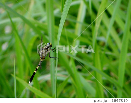 むぎわらトンボ 1647310