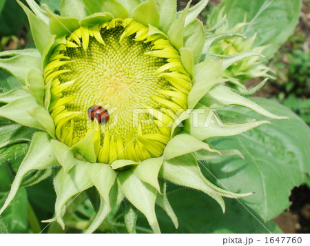 モネのひまわりとテントウムシ(左) モネのひまわりとテントウムシ(左) 1647760
