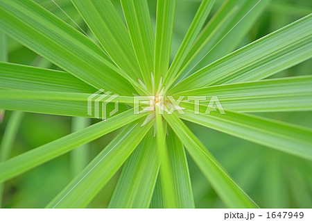 葉 観葉植物 緑の葉 壁紙 癒しの写真素材 1647949 Pixta
