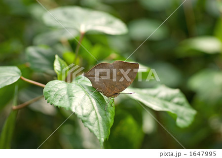 じぃ～と 1647995