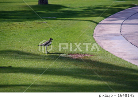 ひとりの小鳥 1648145
