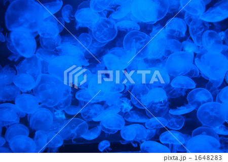 ミズクラゲ 1648283