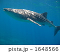 ジンベイザメ 1648566