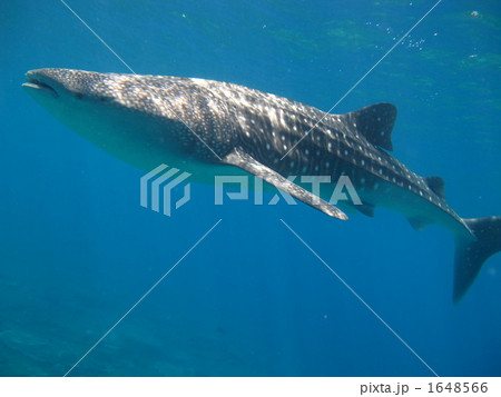 ジンベイザメ 1648566