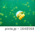 クラゲ 1648568