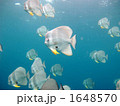 ツバメウオ 1648570