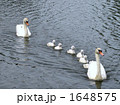 白鳥 1648575
