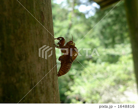 蝉の抜け殻 1648816