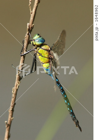 枝にぶら下がるクロスジギンヤンマのオス 1648962