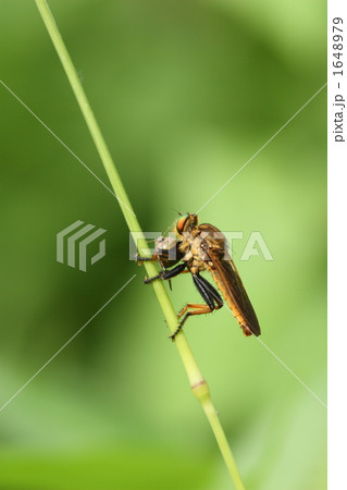 捕食中のアオメアブ 捕食中のアオメアブ 1648979