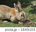 野生のウサギ 1649103